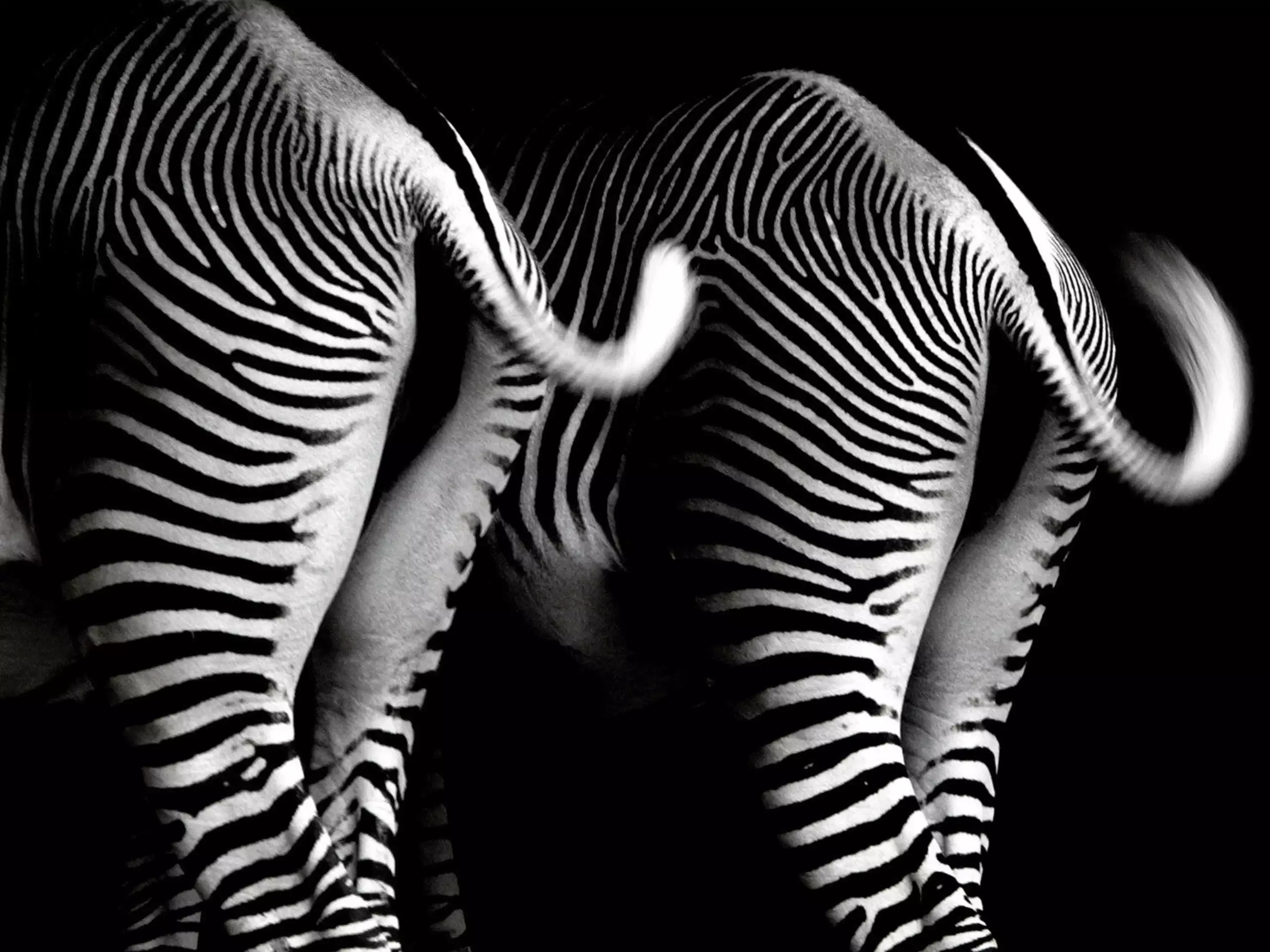 Zebra Wallpapers - DaftSex HD