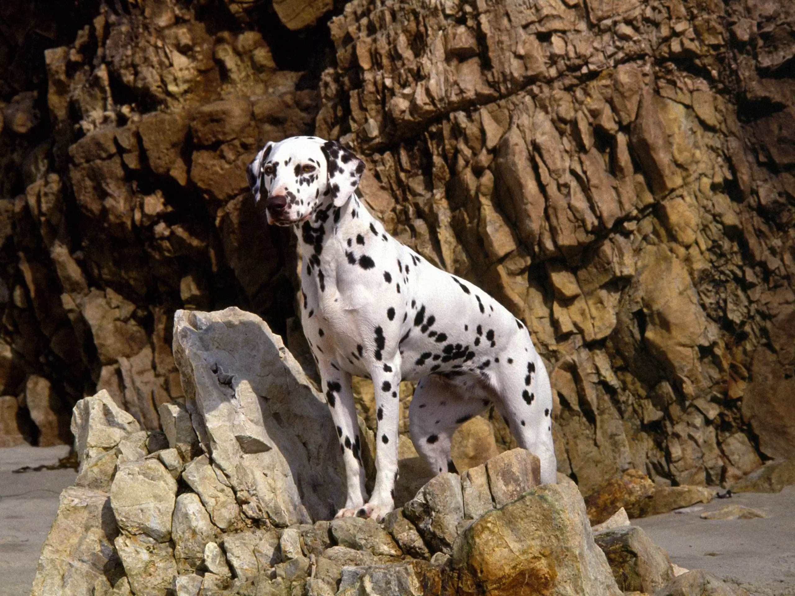 Dalmatian On Rocky Beach.